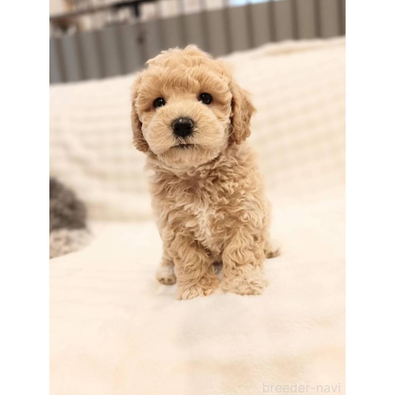 販売中の千葉県のビションプー:ビションフリーゼ×トイプードル-439255の8枚目