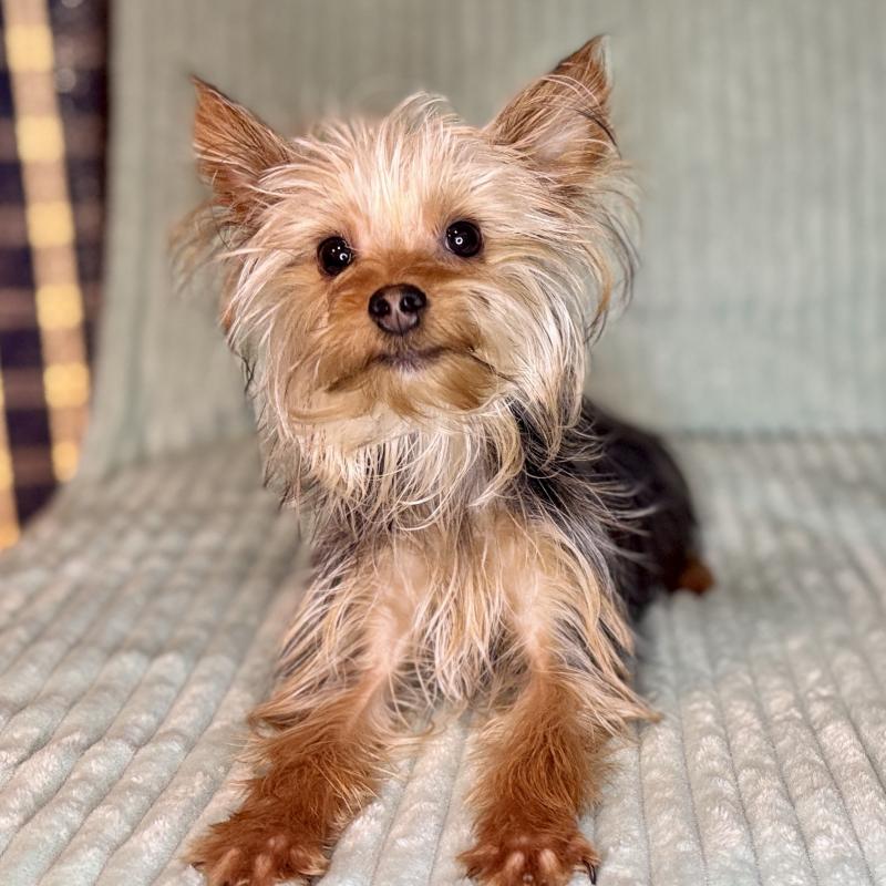 成約済の鹿児島県のヨークシャーテリア-405394の9枚目