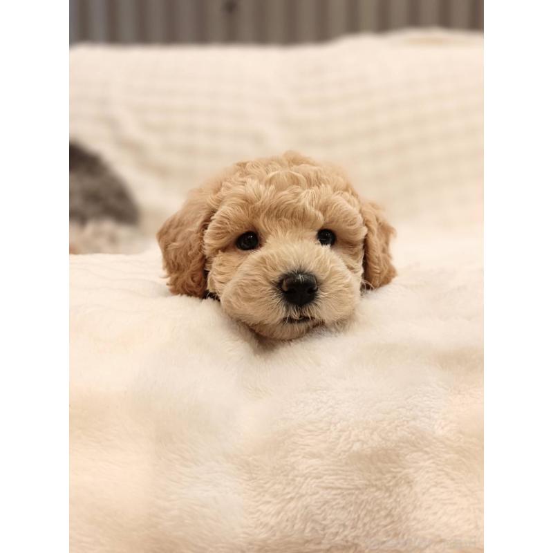 販売中の千葉県のビションプー:ビションフリーゼ×トイプードル-439255の5枚目