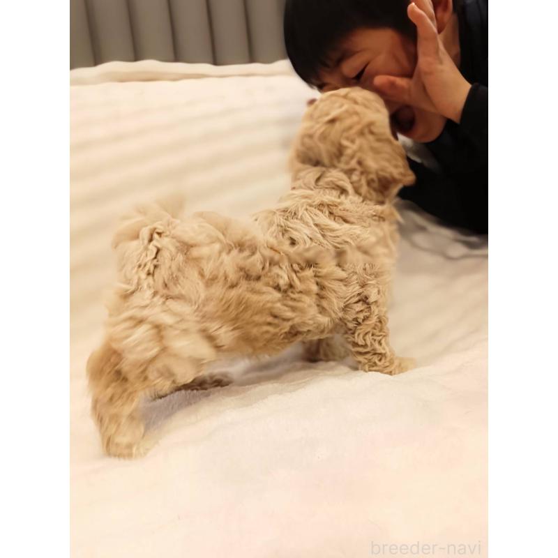 販売中の千葉県のビションプー:ビションフリーゼ×トイプードル-439255の4枚目