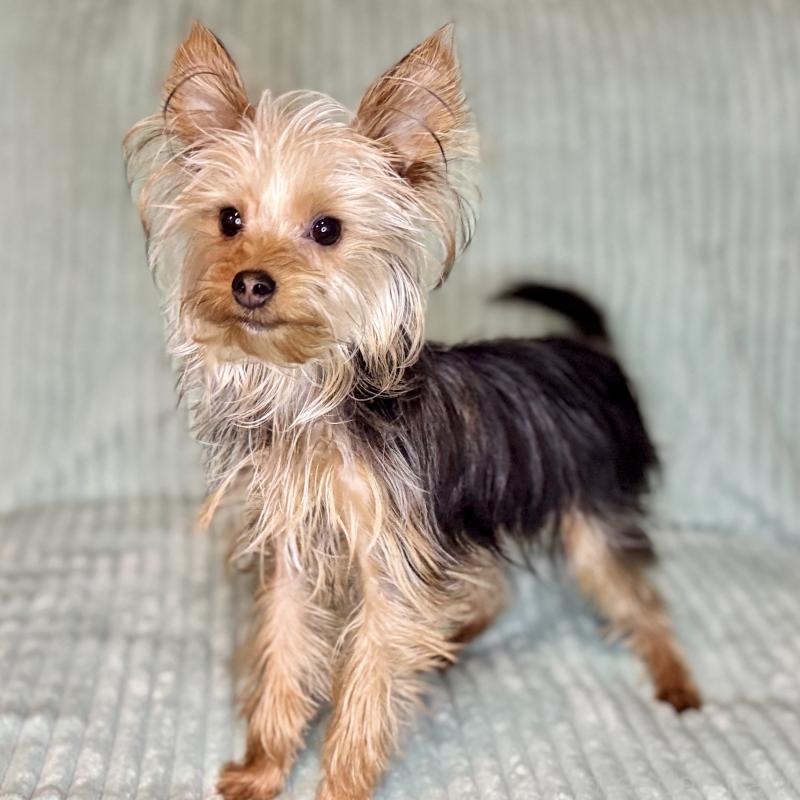 成約済の鹿児島県のヨークシャーテリア-405394の8枚目