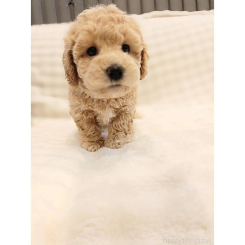 販売中の千葉県のビションプー:ビションフリーゼ×トイプードル-439255の2枚目