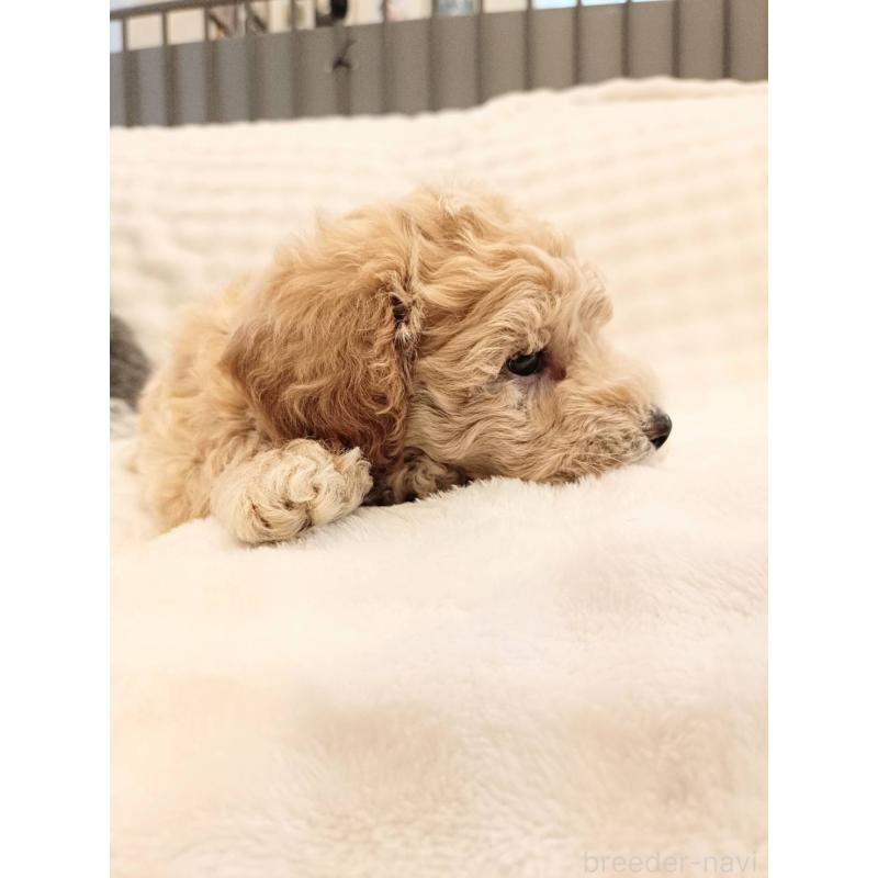 販売中の千葉県のビションプー:ビションフリーゼ×トイプードル-439255の3枚目