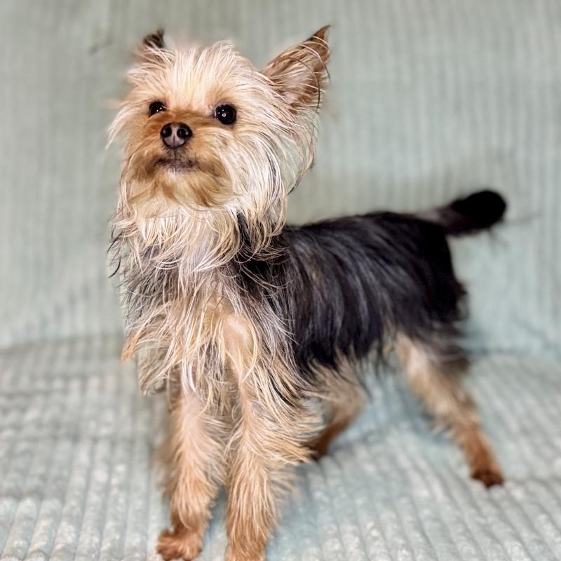 成約済の鹿児島県のヨークシャーテリア-405394の7枚目