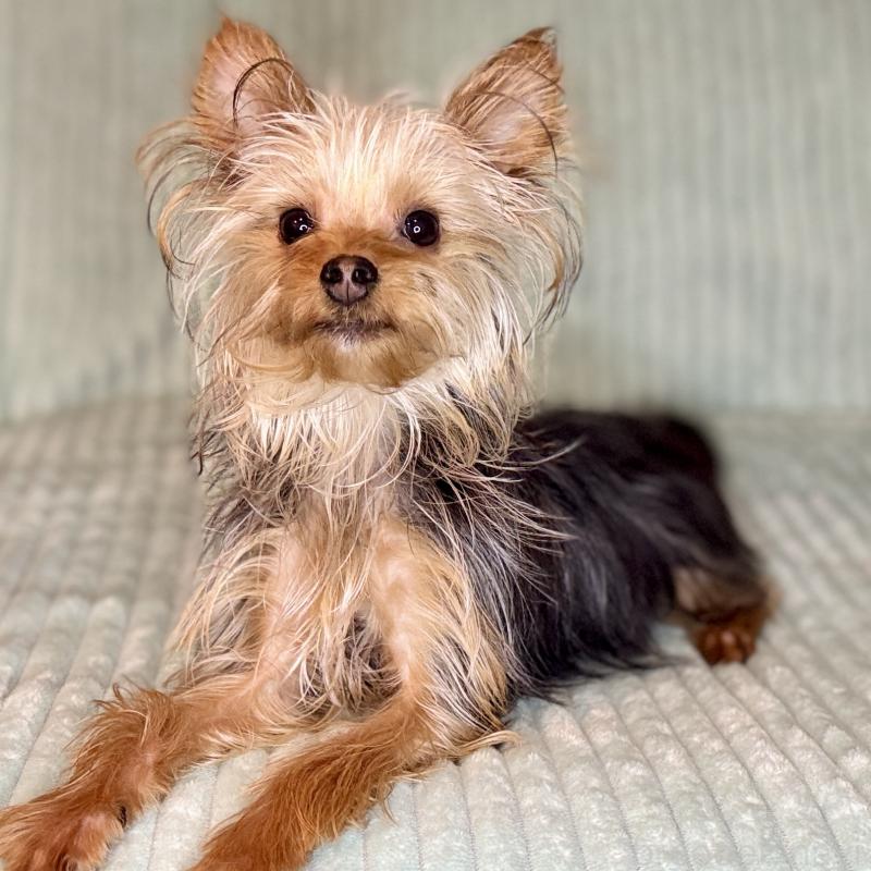 成約済の鹿児島県のヨークシャーテリア-405394の6枚目