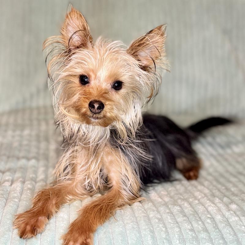 成約済の鹿児島県のヨークシャーテリア-405394の5枚目