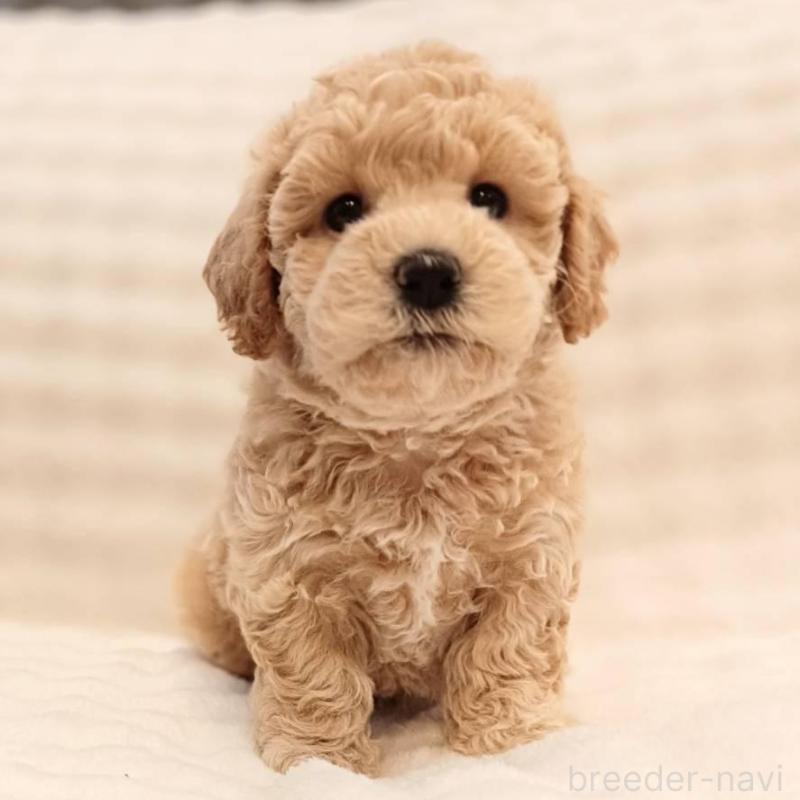 販売中の千葉県のビションプー:ビションフリーゼ×トイプードル-439255