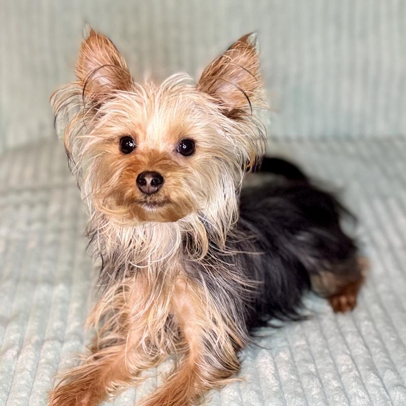 成約済の鹿児島県のヨークシャーテリア-405394の4枚目