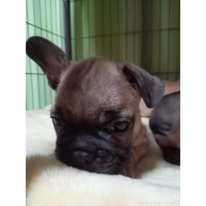 販売中の福岡県のフレンチブルドッグ-432185の2枚目