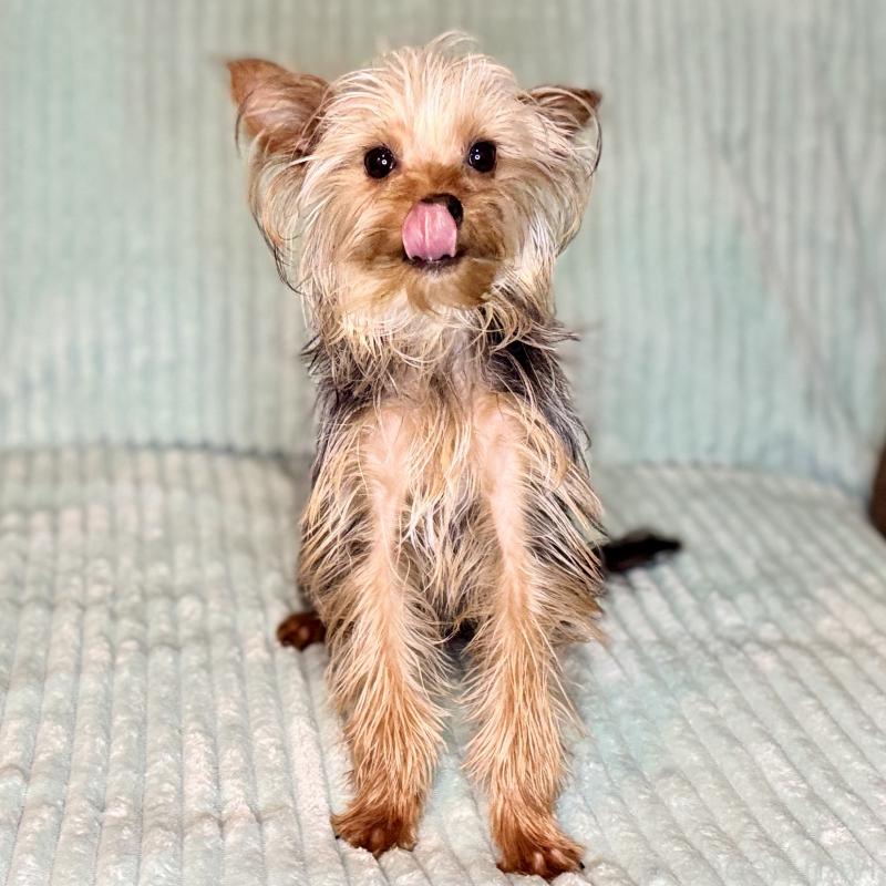 成約済の鹿児島県のヨークシャーテリア-405394の2枚目