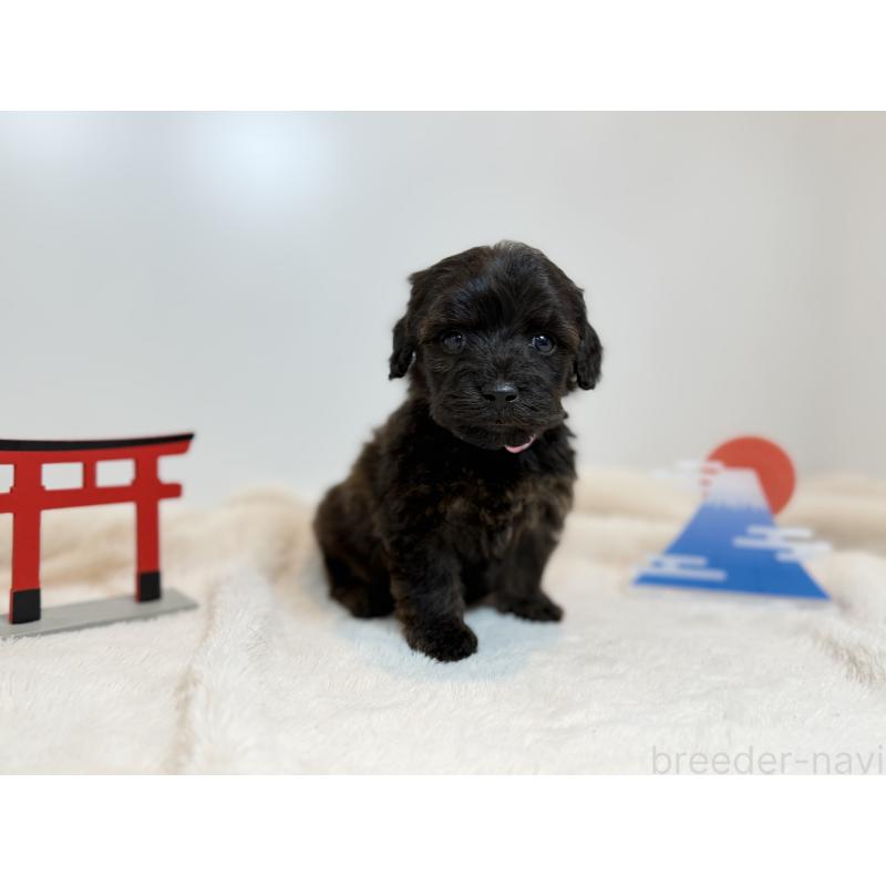 販売中の山口県のダップー:ミニチュアダックスフンド×トイプードル-439256の3枚目