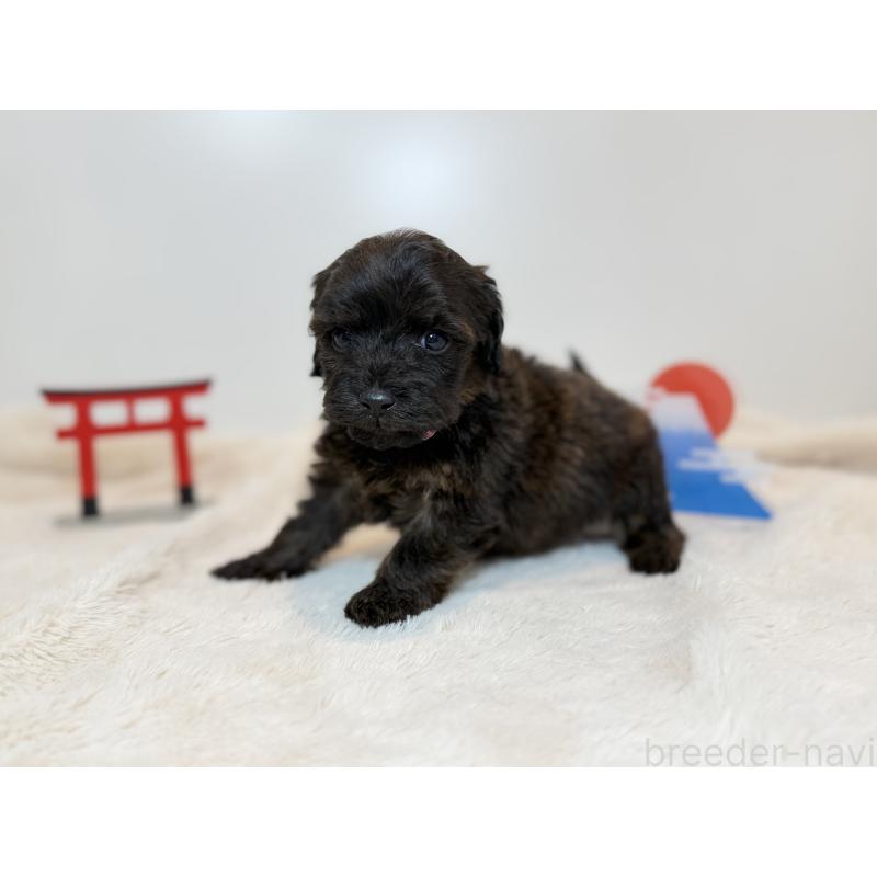 販売中の山口県のダップー:ミニチュアダックスフンド×トイプードル-439256の2枚目