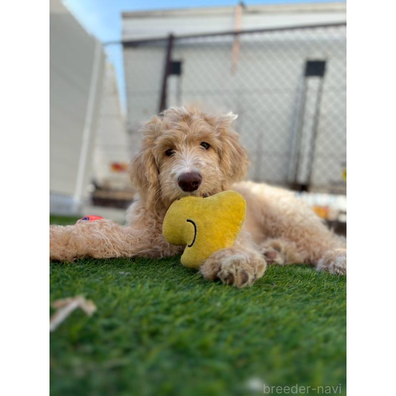 成約済の長野県のミックス犬-418629の16枚目