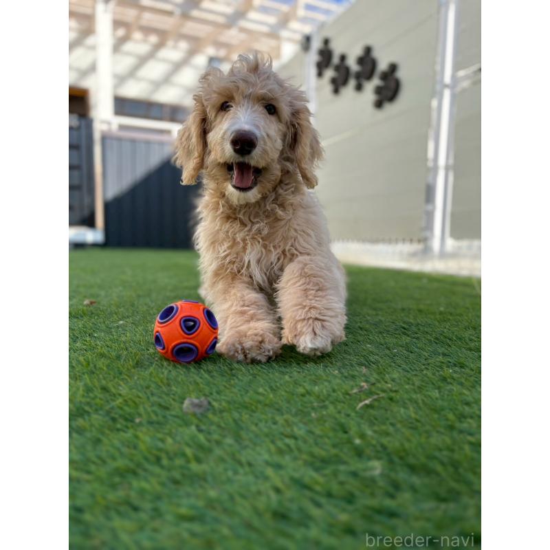 成約済の長野県のミックス犬-418629の15枚目