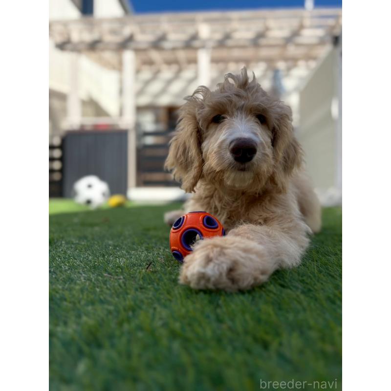 成約済の長野県のミックス犬-418629の14枚目