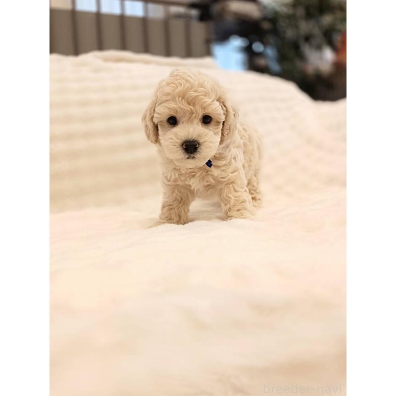 販売中の千葉県のビションプー:ビションフリーゼ×トイプードル-439257の13枚目