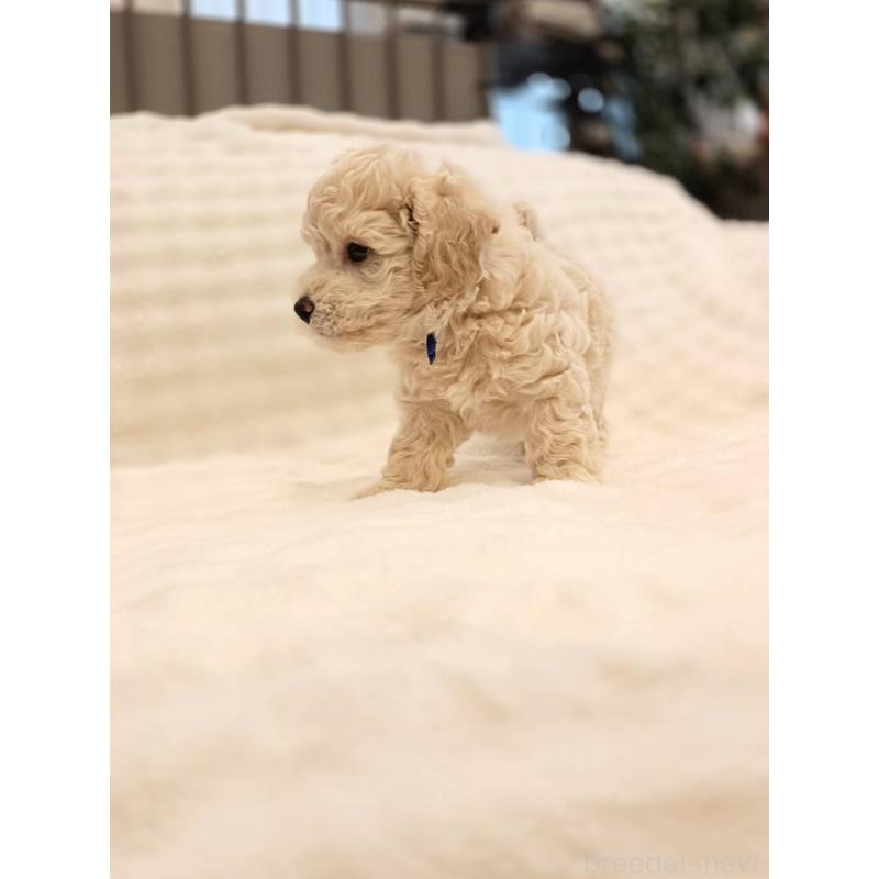 販売中の千葉県のビションプー:ビションフリーゼ×トイプードル-439257の12枚目