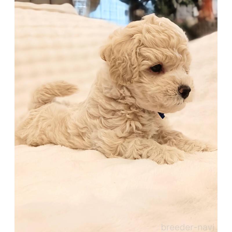 販売中の千葉県のビションプー:ビションフリーゼ×トイプードル-439257の11枚目