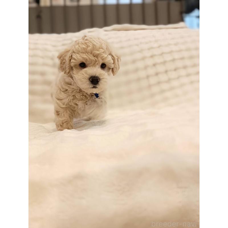 販売中の千葉県のビションプー:ビションフリーゼ×トイプードル-439257の10枚目