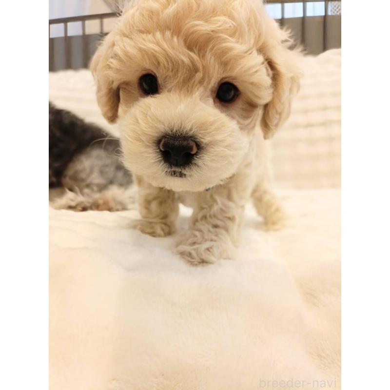 販売中の千葉県のビションプー:ビションフリーゼ×トイプードル-439257の9枚目