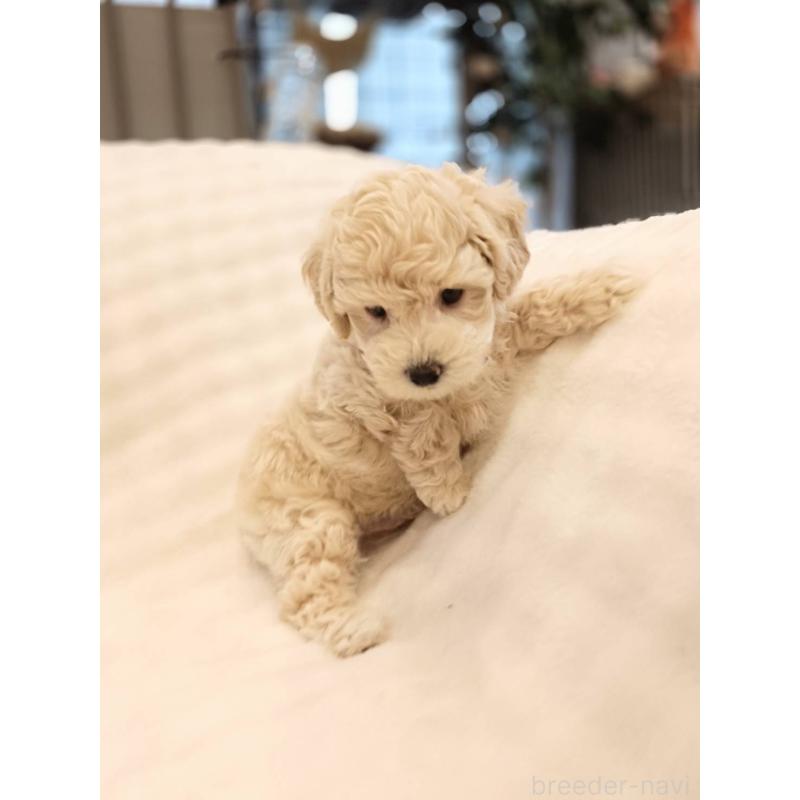 販売中の千葉県のビションプー:ビションフリーゼ×トイプードル-439257の8枚目