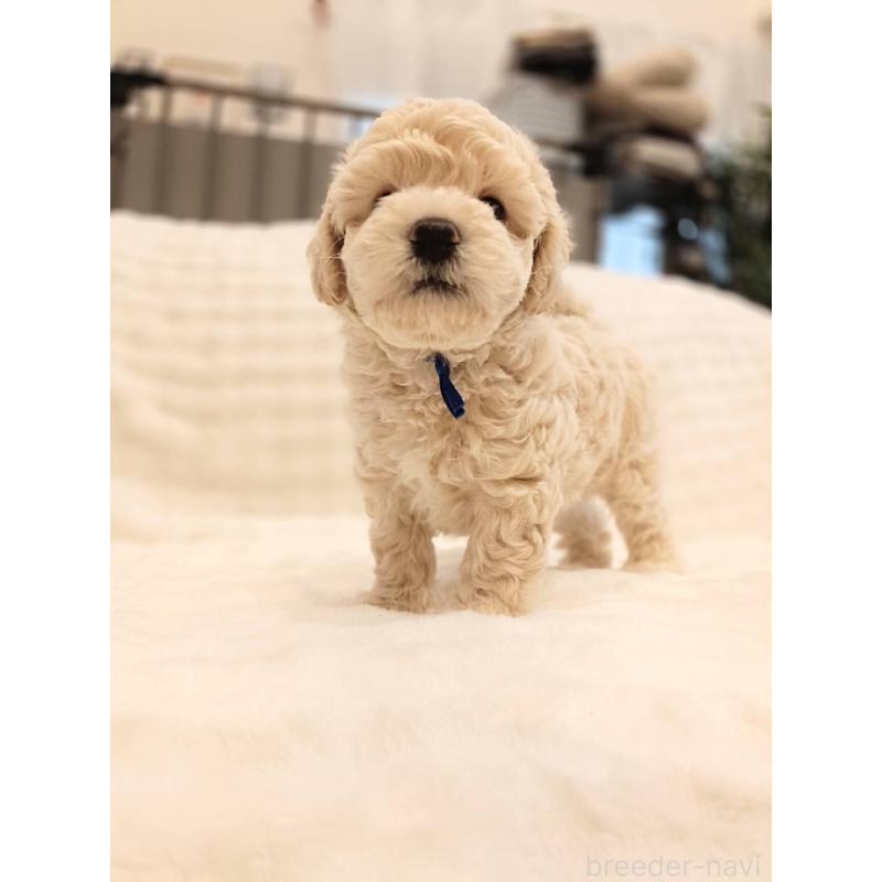 販売中の千葉県のビションプー:ビションフリーゼ×トイプードル-439257の7枚目