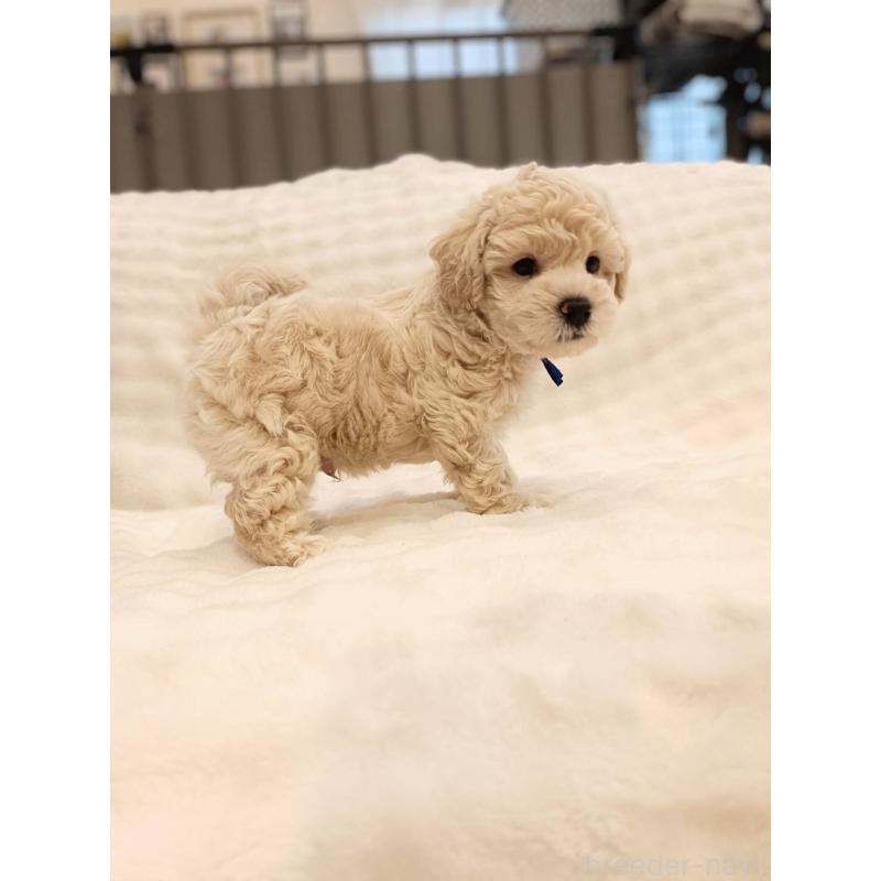 販売中の千葉県のビションプー:ビションフリーゼ×トイプードル-439257の6枚目