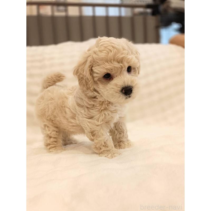 販売中の千葉県のビションプー:ビションフリーゼ×トイプードル-439257の5枚目