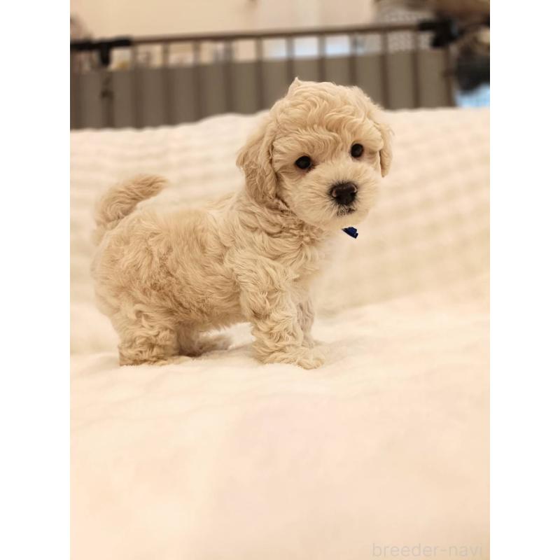 販売中の千葉県のビションプー:ビションフリーゼ×トイプードル-439257の4枚目