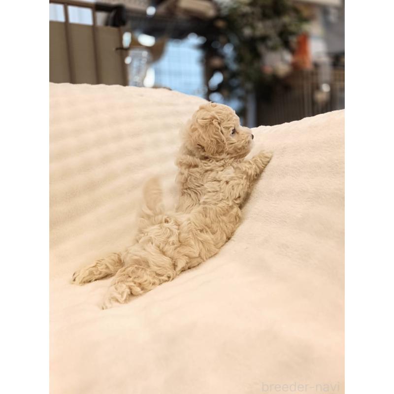 販売中の千葉県のビションプー:ビションフリーゼ×トイプードル-439257の3枚目