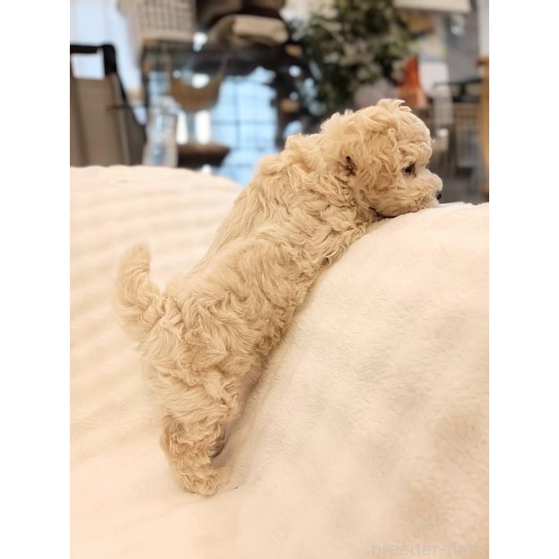 販売中の千葉県のビションプー:ビションフリーゼ×トイプードル-439257の2枚目