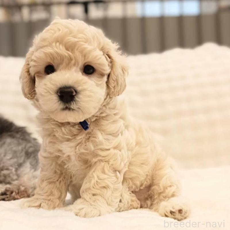 販売中の千葉県のビションプー:ビションフリーゼ×トイプードル-439257