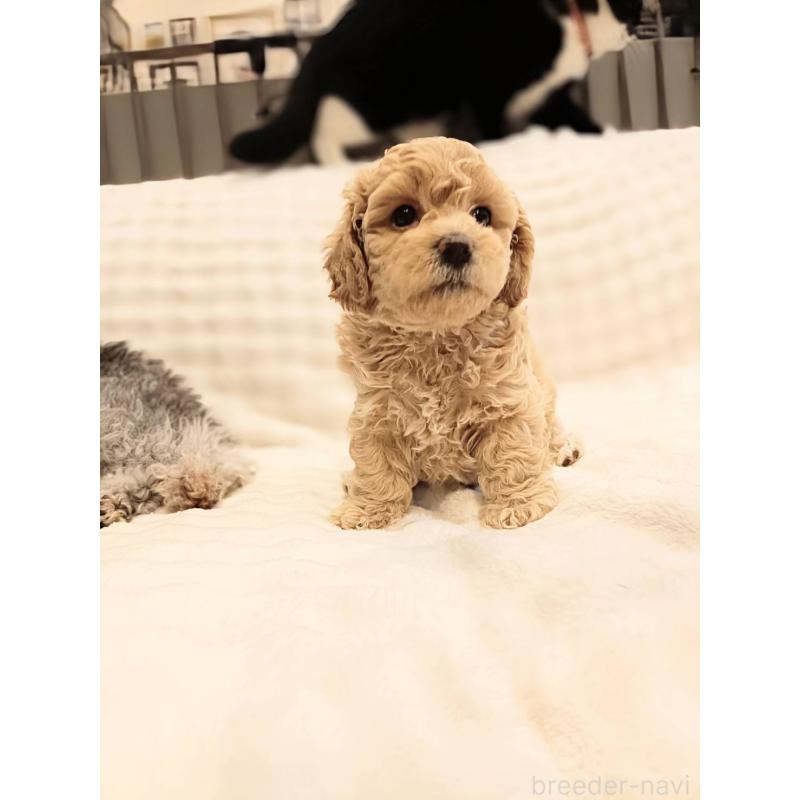 販売中の千葉県のビションプー:ビションフリーゼ×トイプードル-439258の8枚目