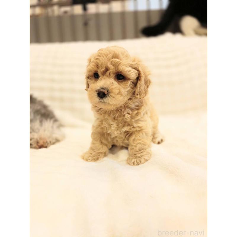 販売中の千葉県のビションプー:ビションフリーゼ×トイプードル-439258の7枚目