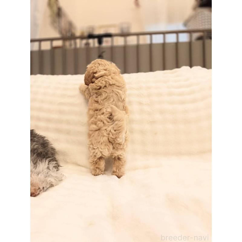 販売中の千葉県のビションプー:ビションフリーゼ×トイプードル-439258の6枚目