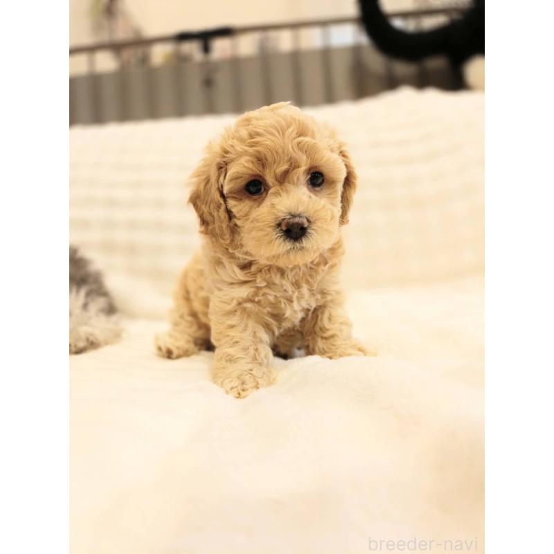 販売中の千葉県のビションプー:ビションフリーゼ×トイプードル-439258の4枚目