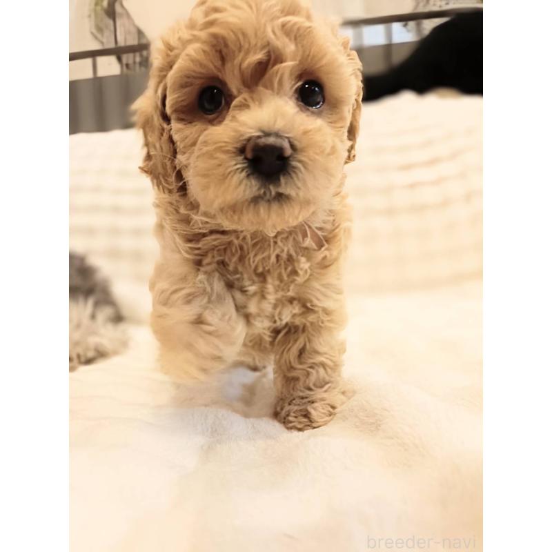 販売中の千葉県のビションプー:ビションフリーゼ×トイプードル-439258の5枚目