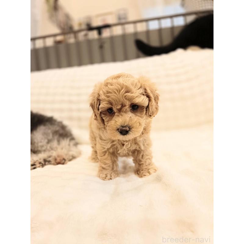 販売中の千葉県のビションプー:ビションフリーゼ×トイプードル-439258の3枚目