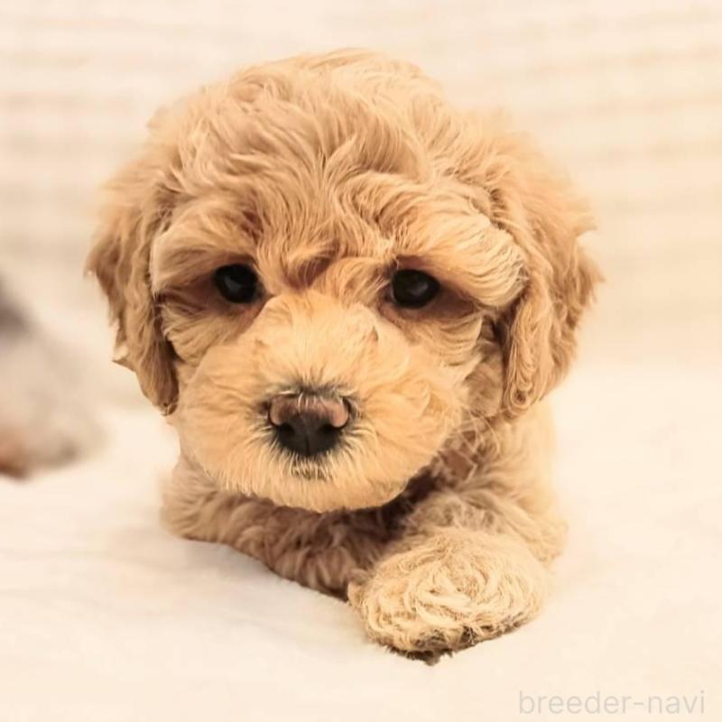 販売中の千葉県のビションプー:ビションフリーゼ×トイプードル-439258