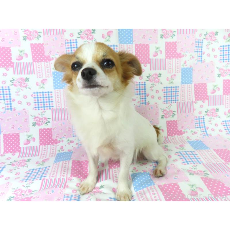 成約済の千葉県のチワワ(ロングコート)-397246の4枚目