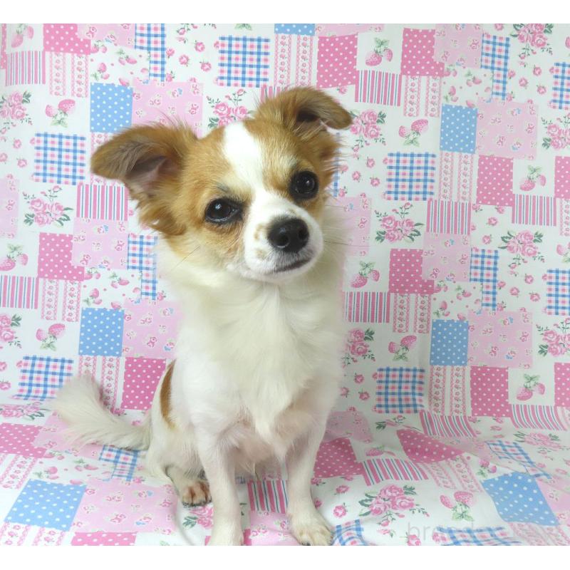 成約済の千葉県のチワワ(ロングコート)-397246の3枚目