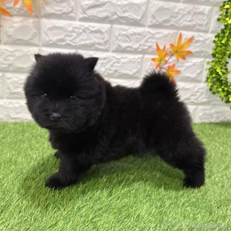 成約済の愛知県のチャウチャウ-436969の5枚目