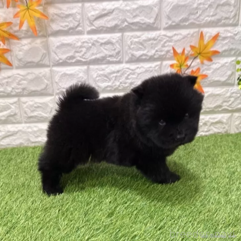 成約済の愛知県のチャウチャウ-436969の4枚目