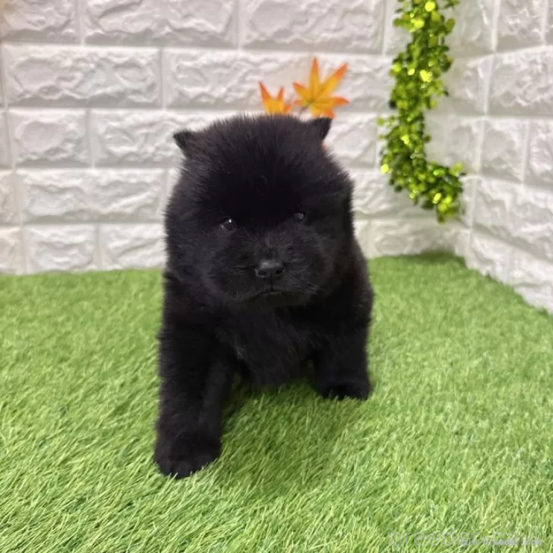 成約済の愛知県のチャウチャウ-436969の3枚目