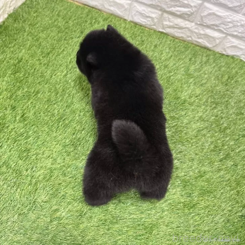 成約済の愛知県のチャウチャウ-436969の2枚目