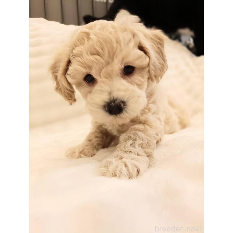 販売中の千葉県のビションプー:ビションフリーゼ×トイプードル-439259の9枚目