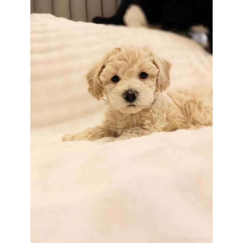 販売中の千葉県のビションプー:ビションフリーゼ×トイプードル-439259の8枚目