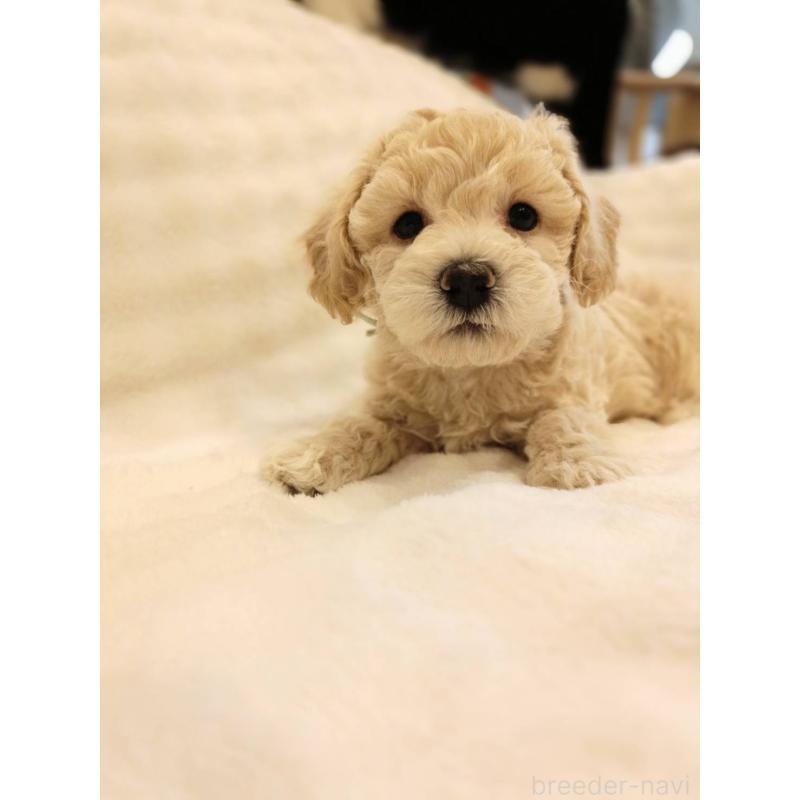 販売中の千葉県のビションプー:ビションフリーゼ×トイプードル-439259の7枚目