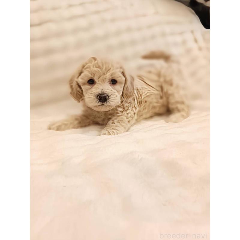 販売中の千葉県のビションプー:ビションフリーゼ×トイプードル-439259の6枚目