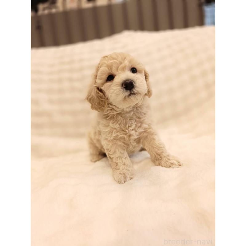 販売中の千葉県のビションプー:ビションフリーゼ×トイプードル-439259の5枚目